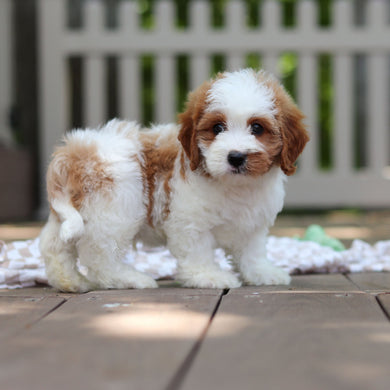 Dash - Available 6/5