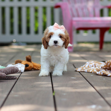 Dotty - Available 6/5
