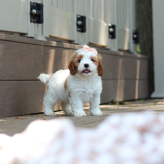 Dotty - Available 6/4