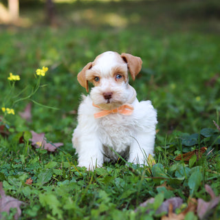 Sandy - Available 10/22