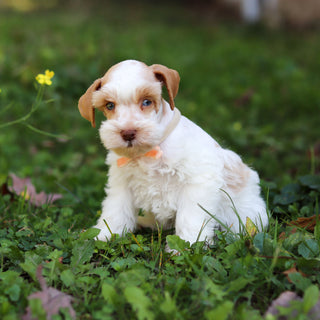Sandy - Available 10/22