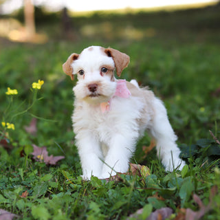 Sophie - Available 10/22