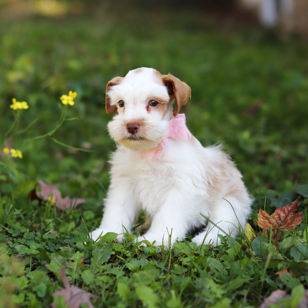 Sophie - Available 10/22