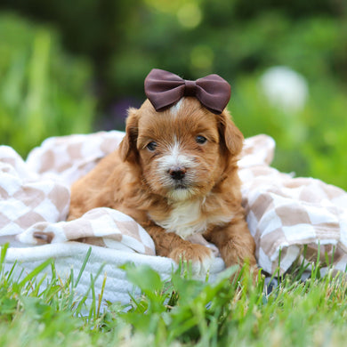 Peggy - Available 6/25