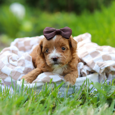 Peggy - Available 6/25