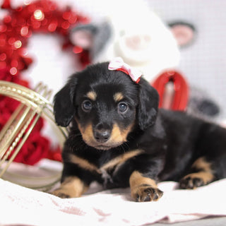 Banana - Available 2/26