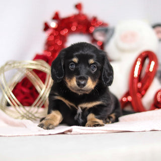 Banana - Available 2/26