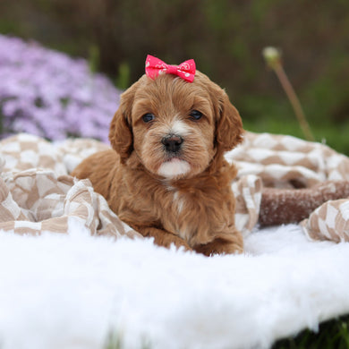 Amara - Available 5/21