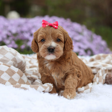 Amara - Available 5/21