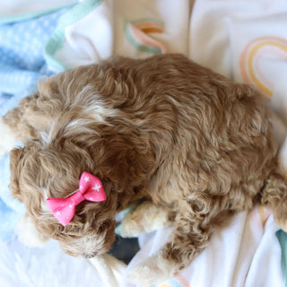 Toffee - Available 6/25
