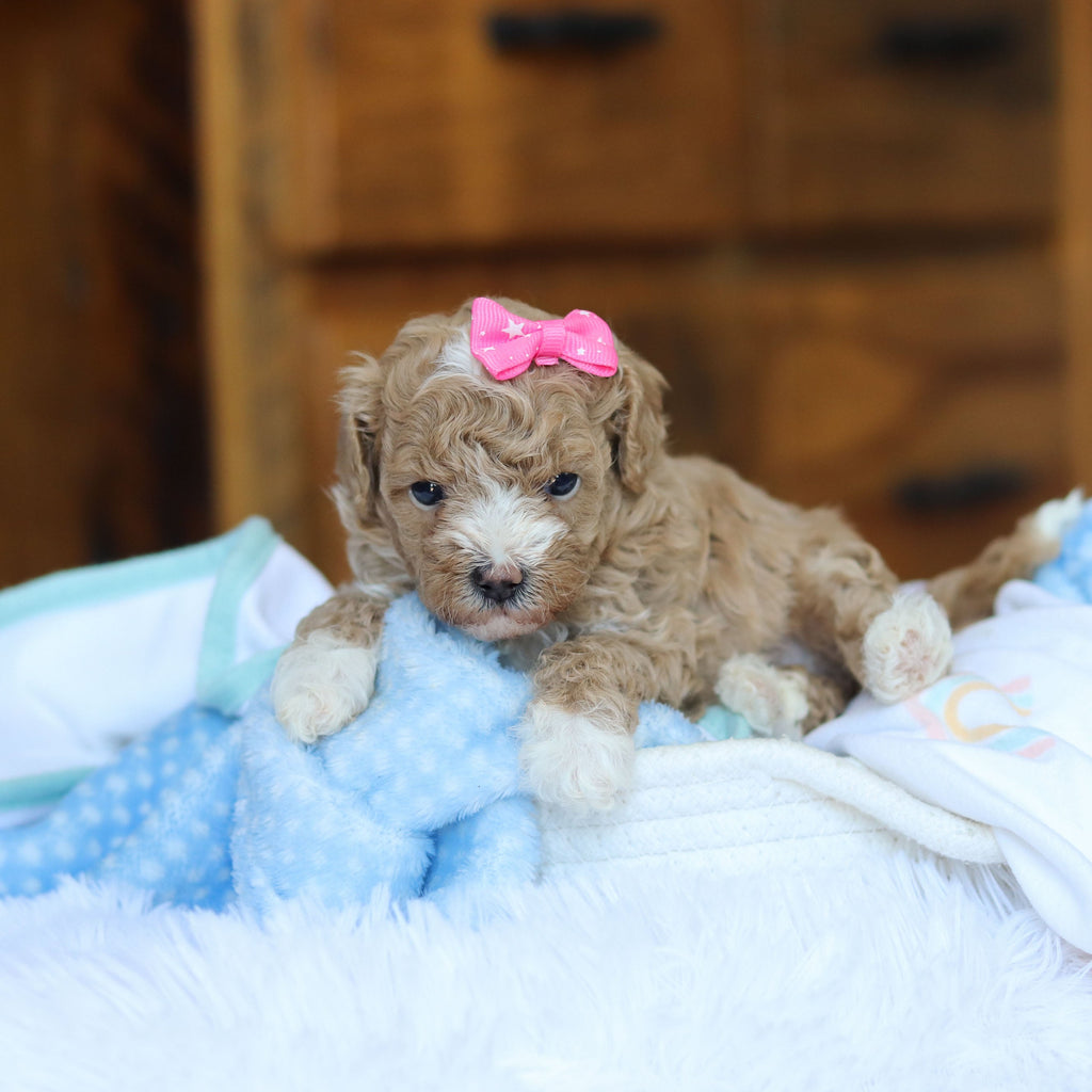 Toffee - Available 6/25