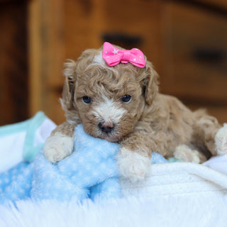 Toffee - Available 6/25