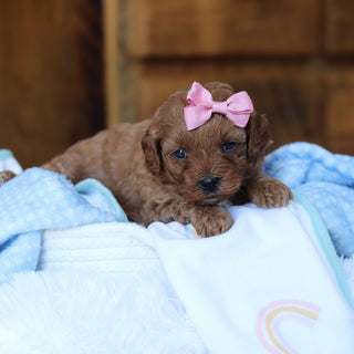 Tutu - Available 6/25