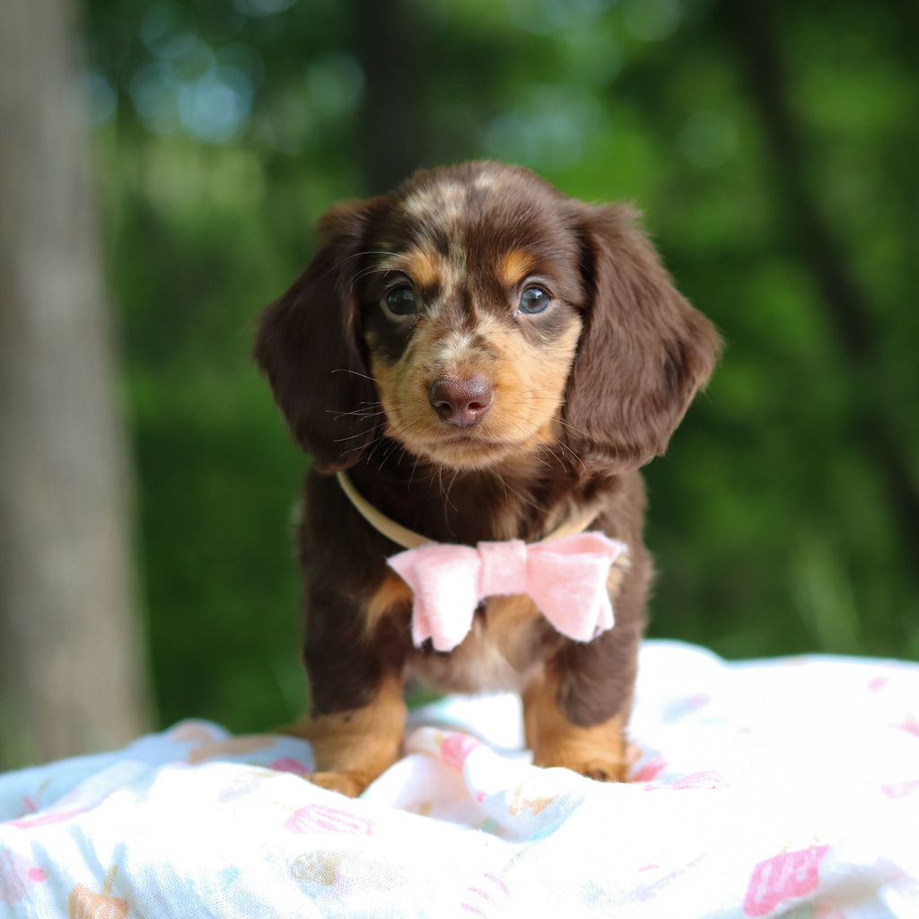 Darla - Available 6/5