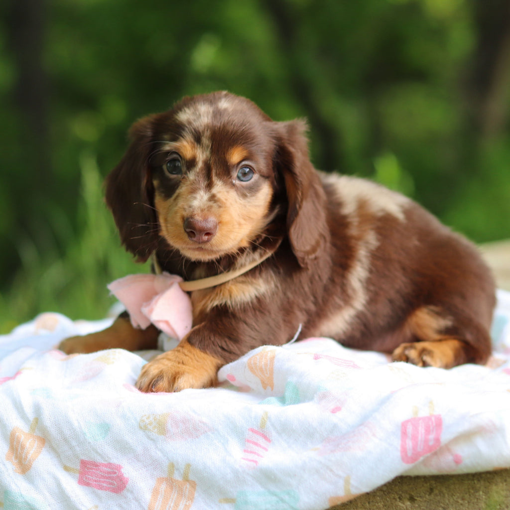 Darla - Available 6/5