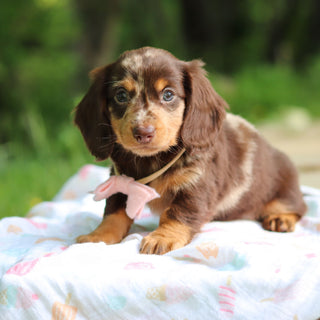Darla - Available 6/5