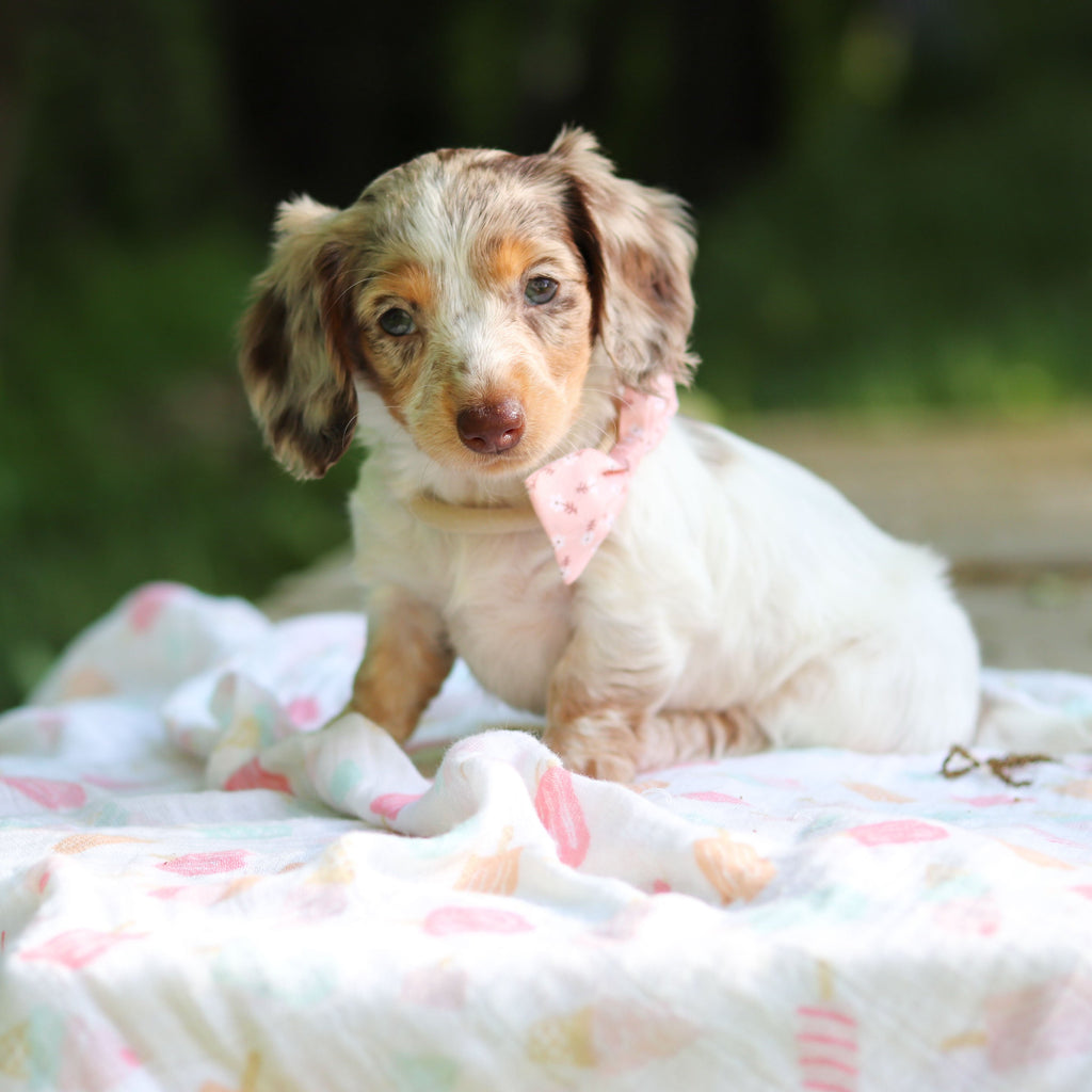 Didi - Available 6/4
