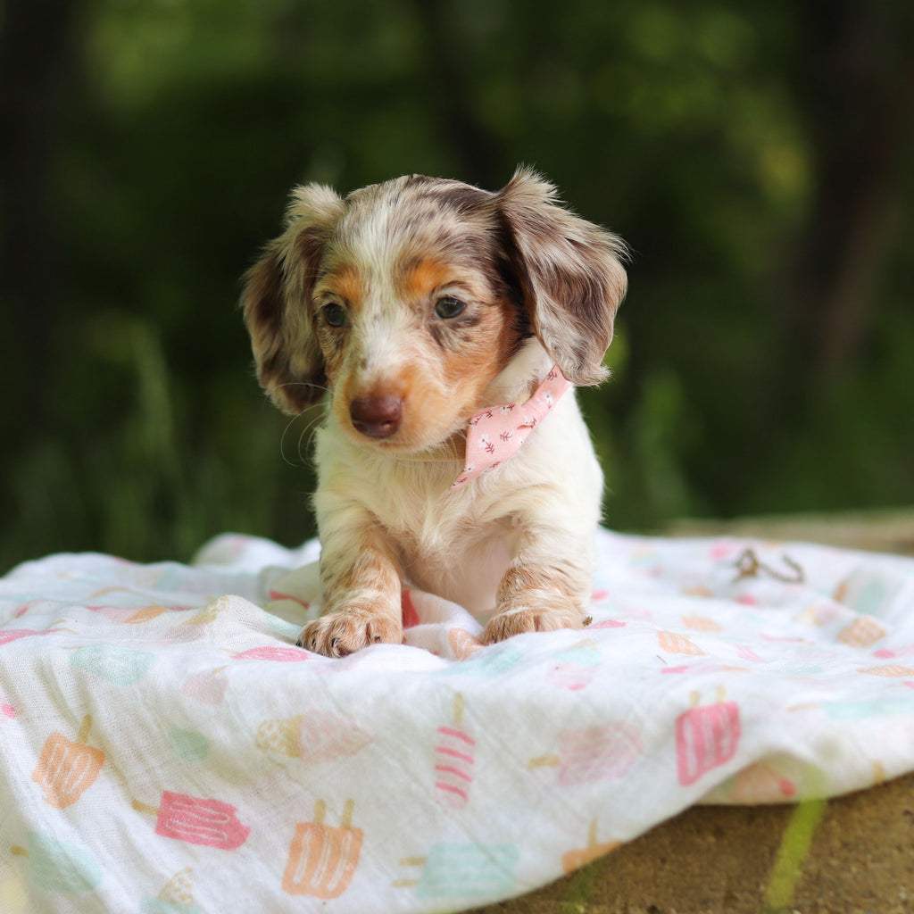 Didi - Available 6/4