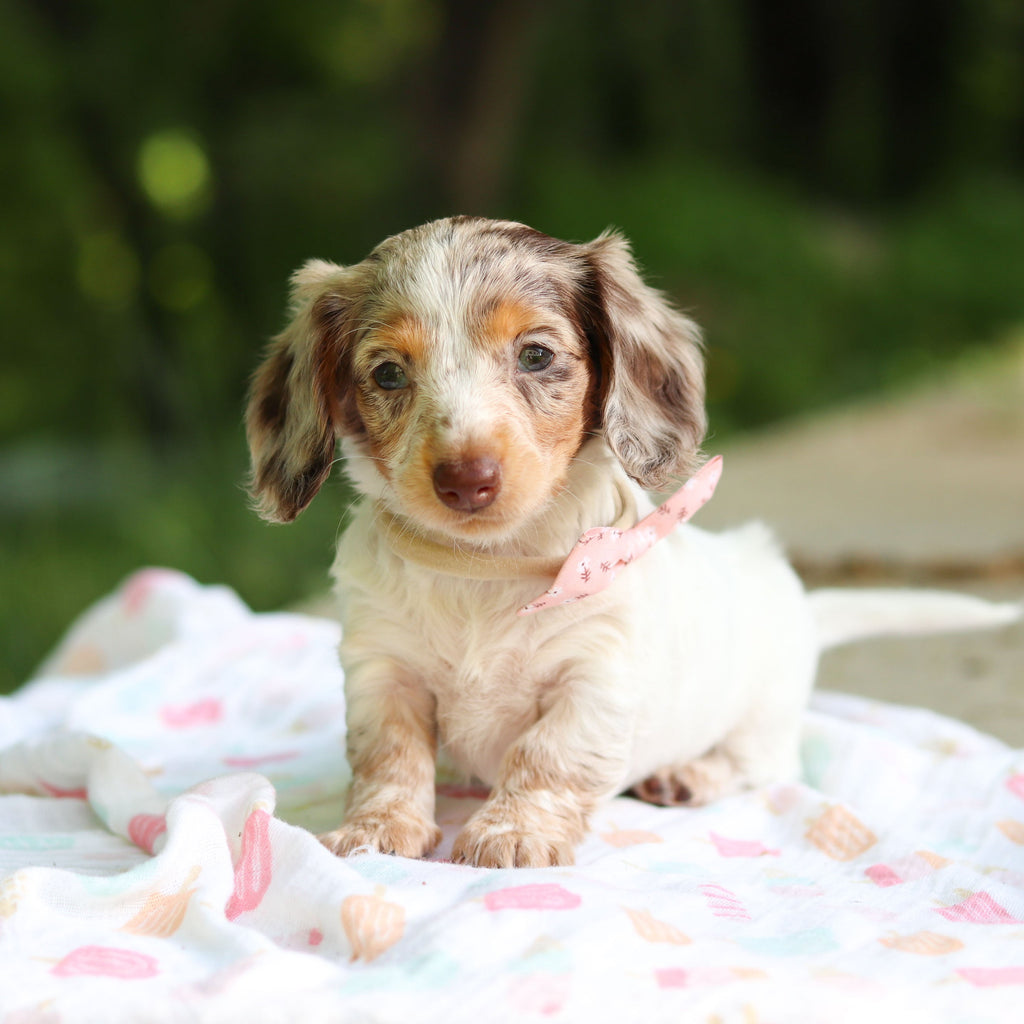 Didi - Available 6/4