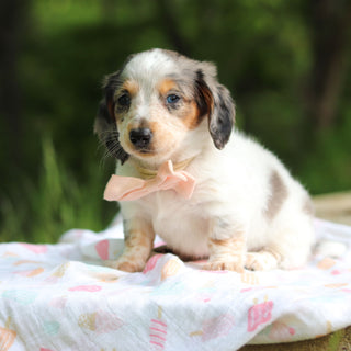 Dulce - Available 6/4