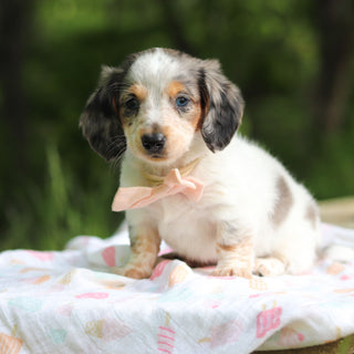 Dulce - Available 6/4