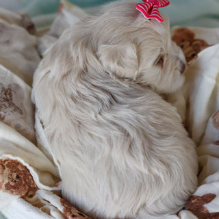 Ruth - Available 3/26