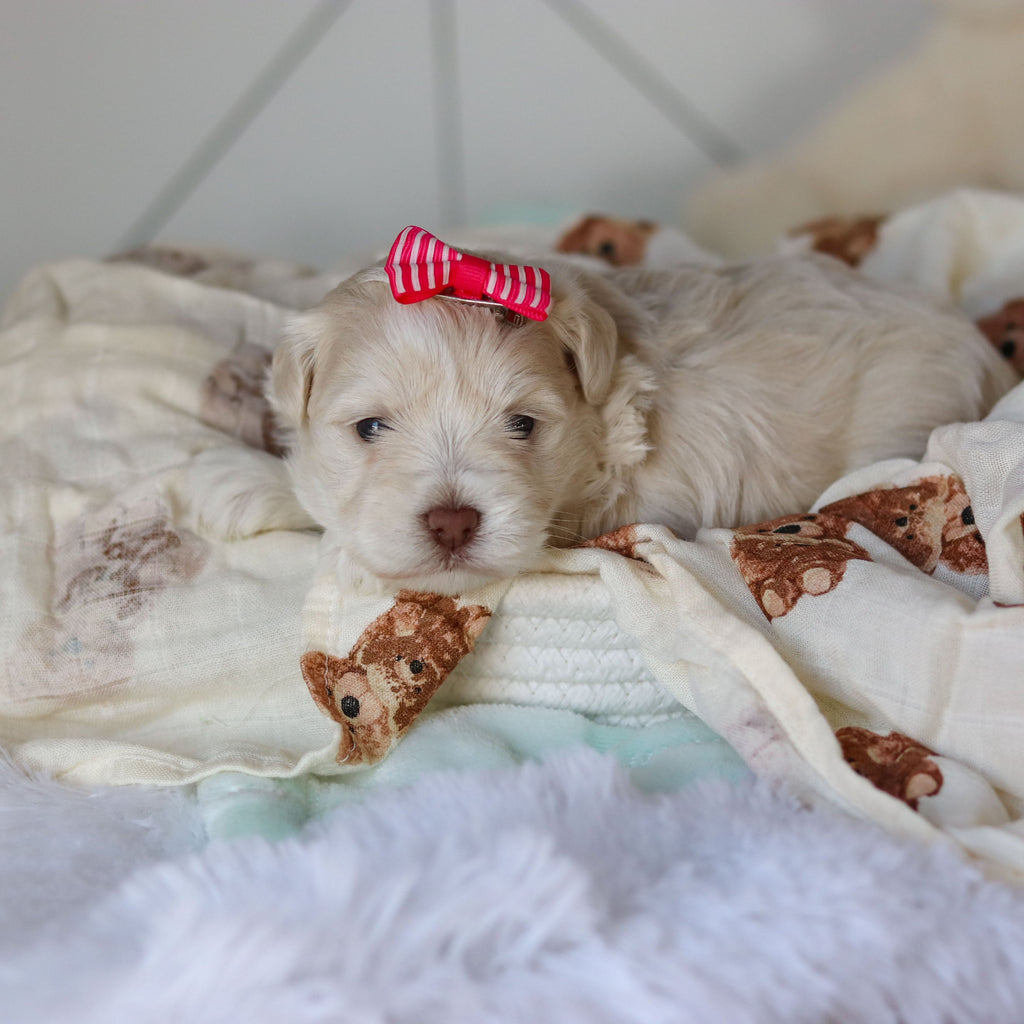 Ruth - Available 3/26