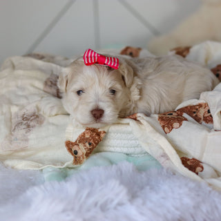 Ruth - Available 3/26