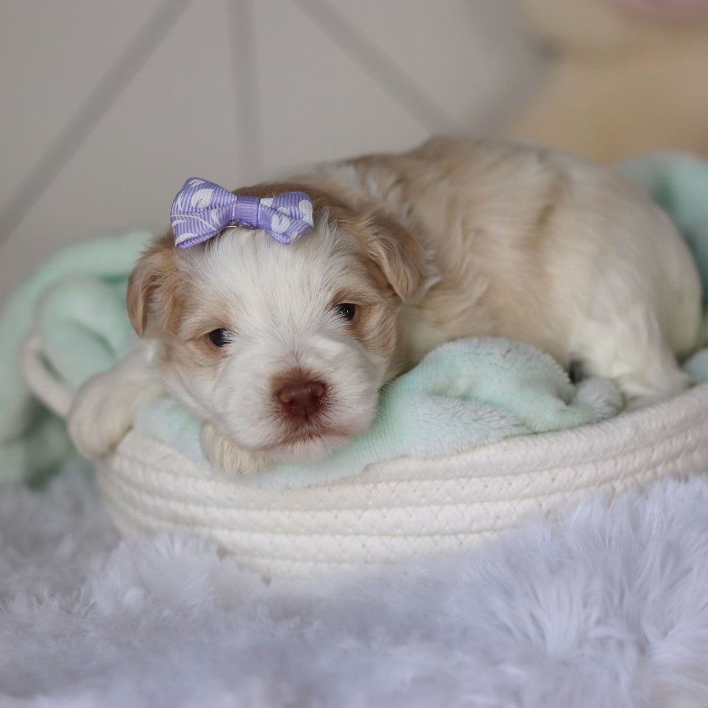 Rosemary - Available 3/26