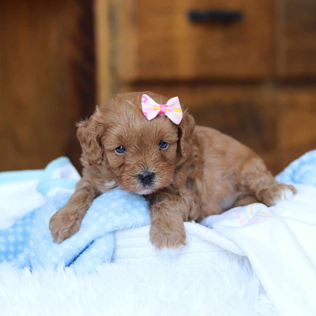 Tammy - Available 6/25