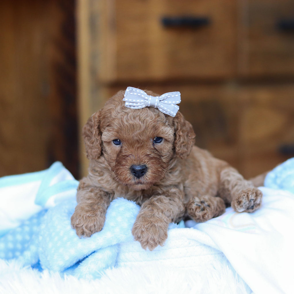 Tawny - Available 6/25