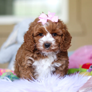 Waverly - Available 4/23