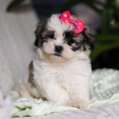 Tilly - Available Now