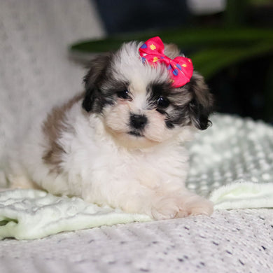 Tilly - Available Now