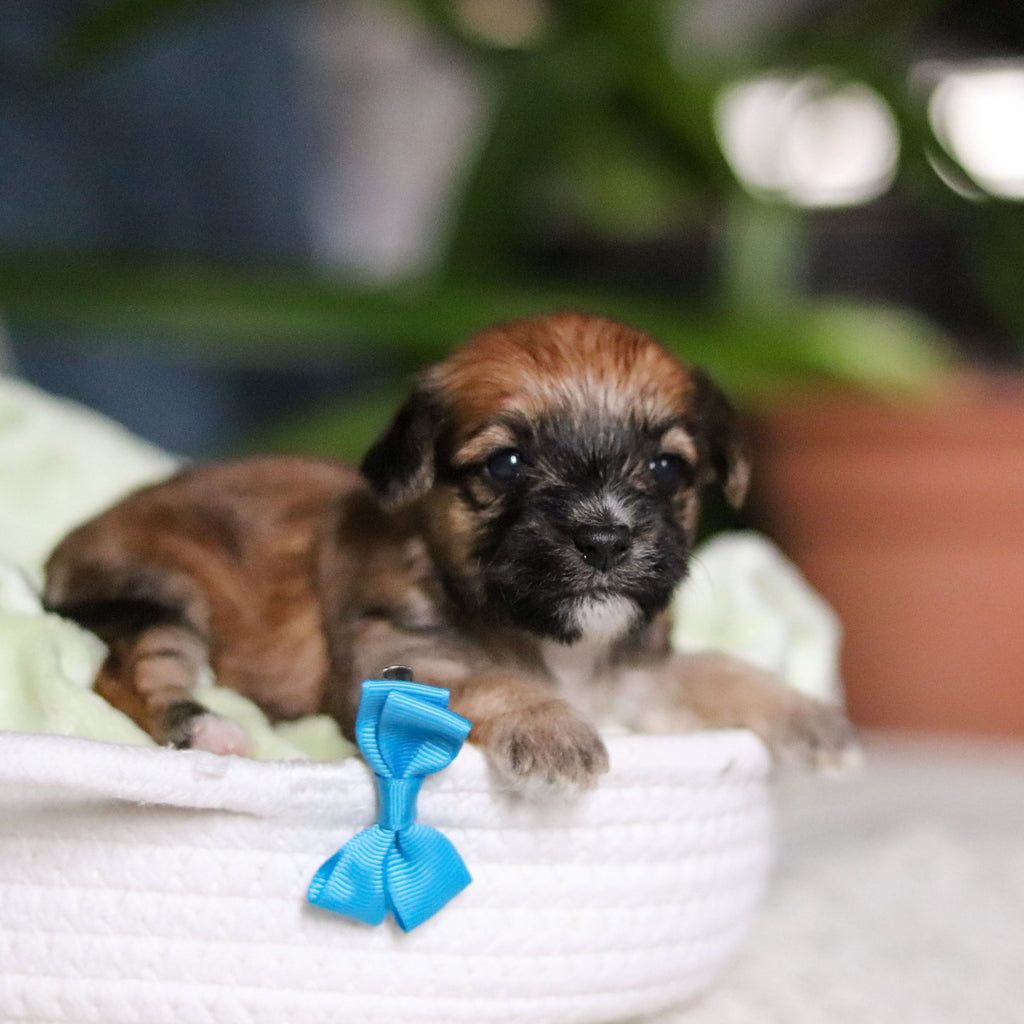 Pierre - Available 5/14