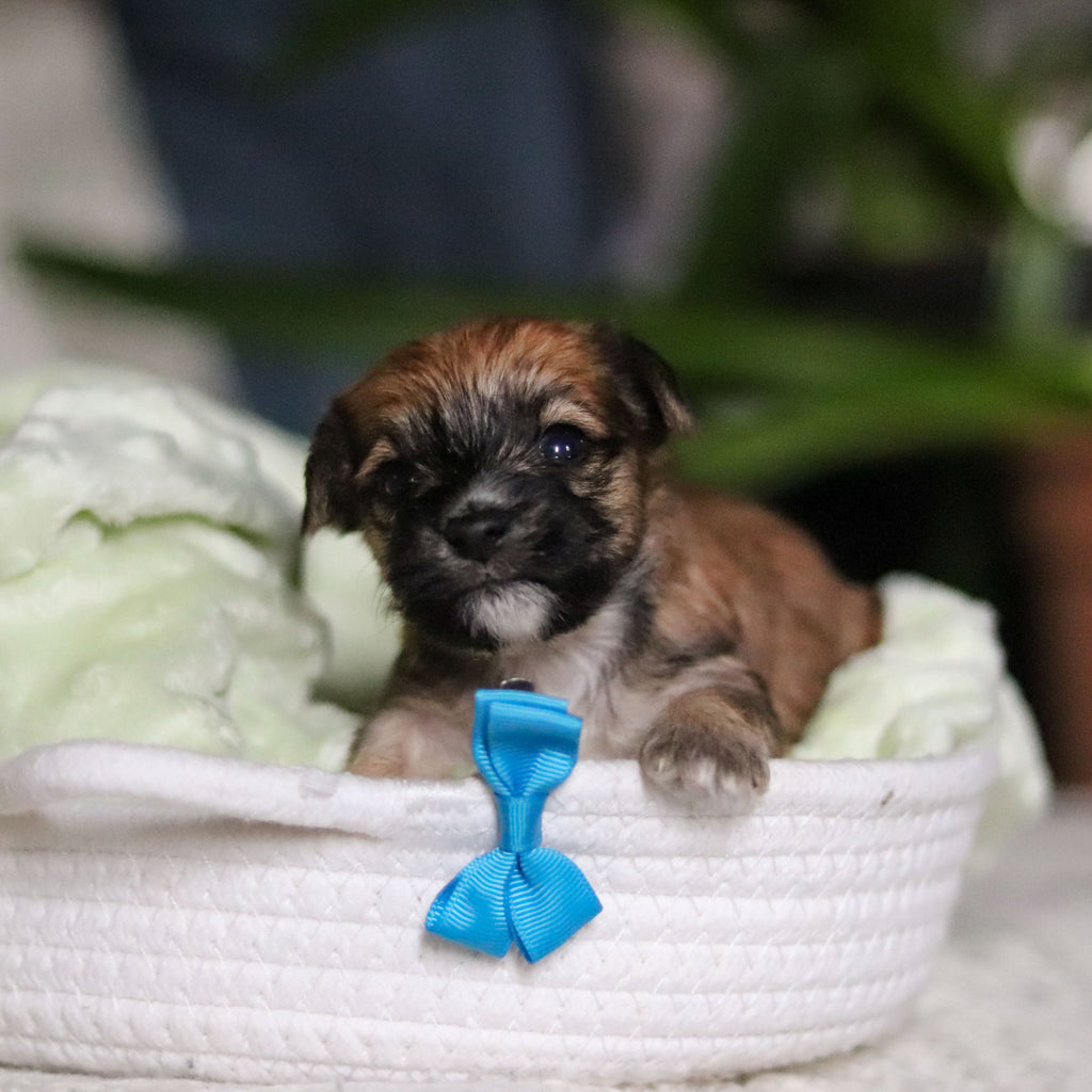 Pierre - Available 5/14