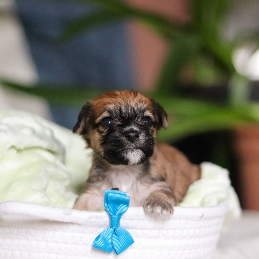 Pierre - Available 5/14