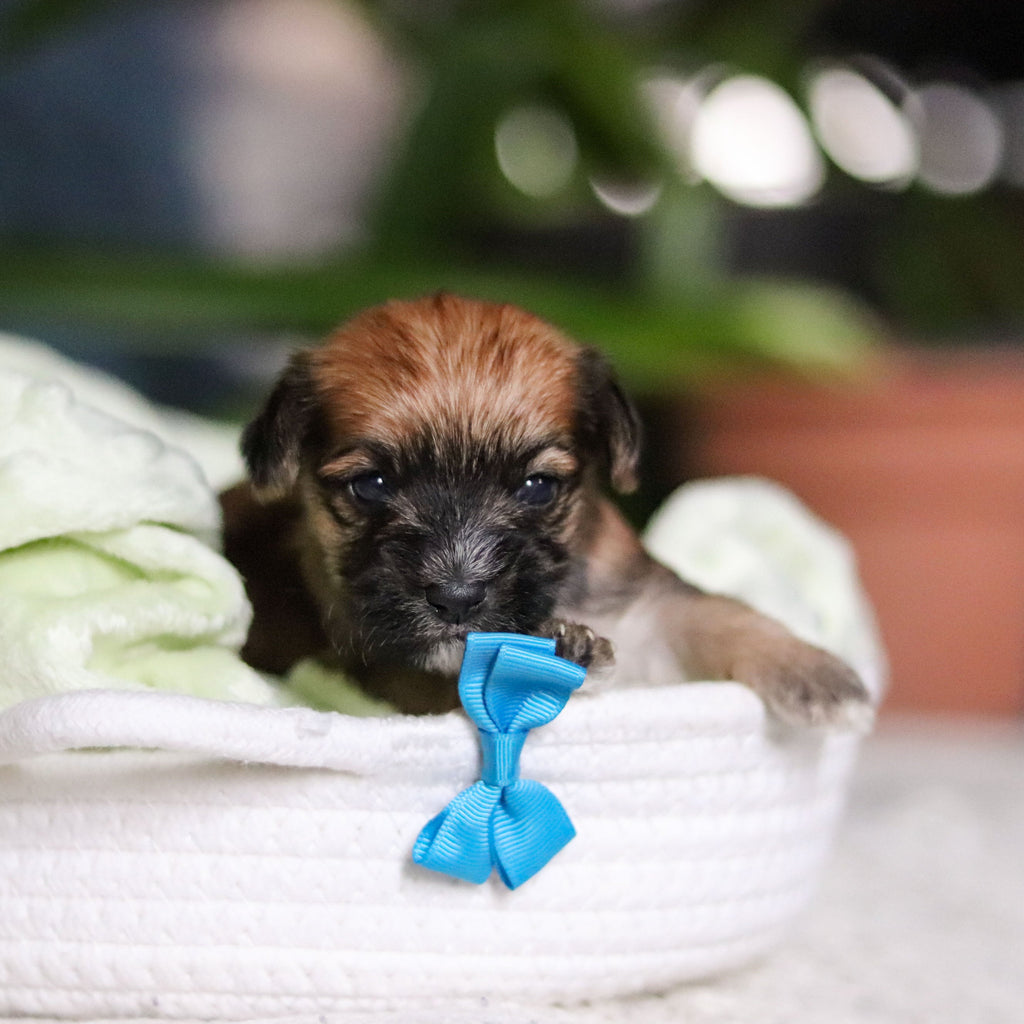 Pierre - Available 5/14