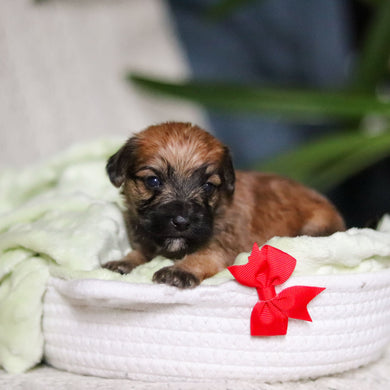 Prince - Available 4/30