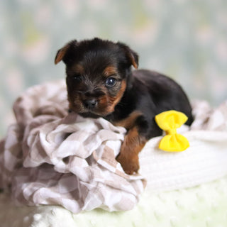 Stallone - Available 6/25