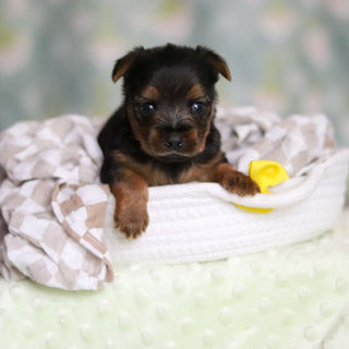 Stallone - Available 6/25