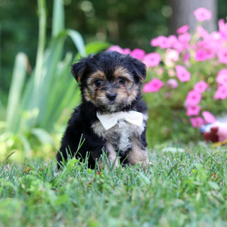 Scout - Available 8/6
