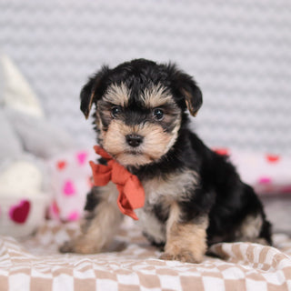 Carter - Available Now