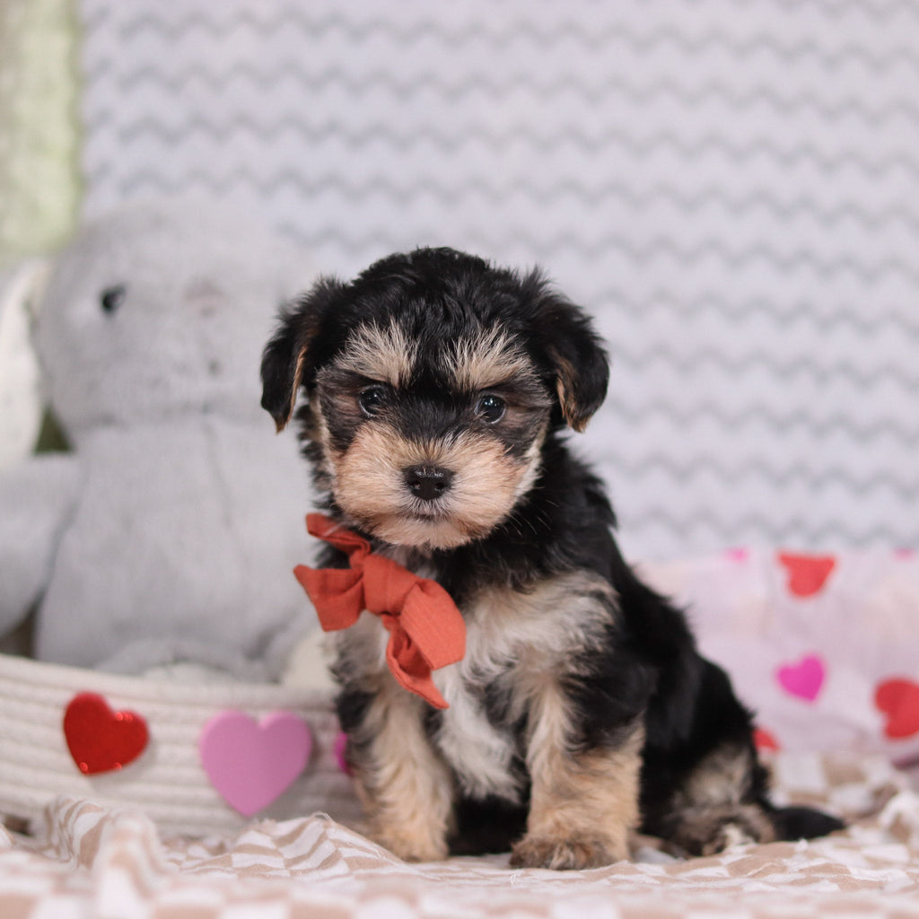 Carter - Available Now