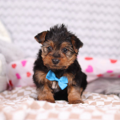 Snickers - Available 2/12