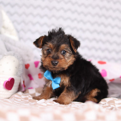 Snickers - Available 2/12