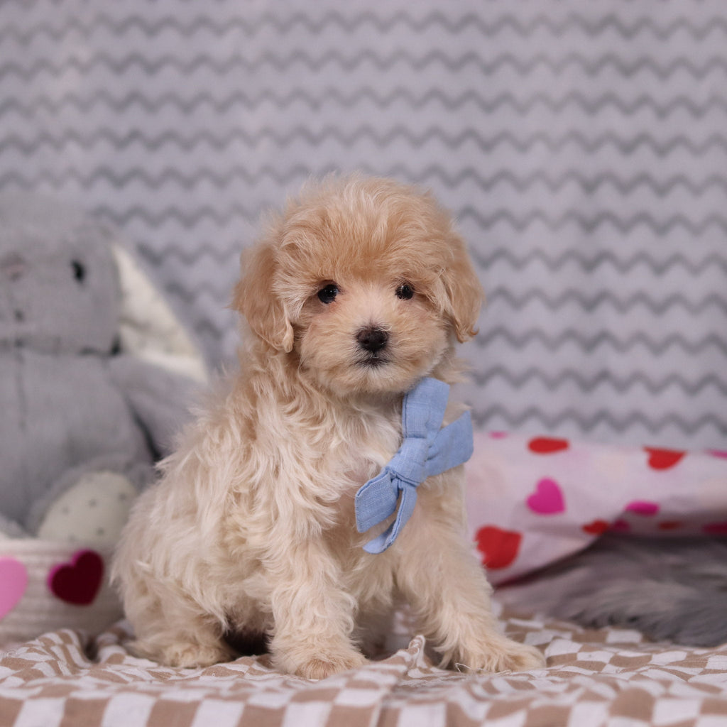 Link - Available Now