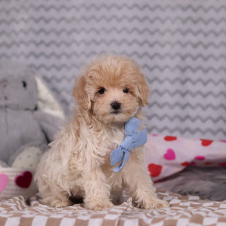 Link - Available Now