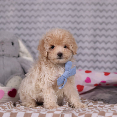 Link - Available 2/12