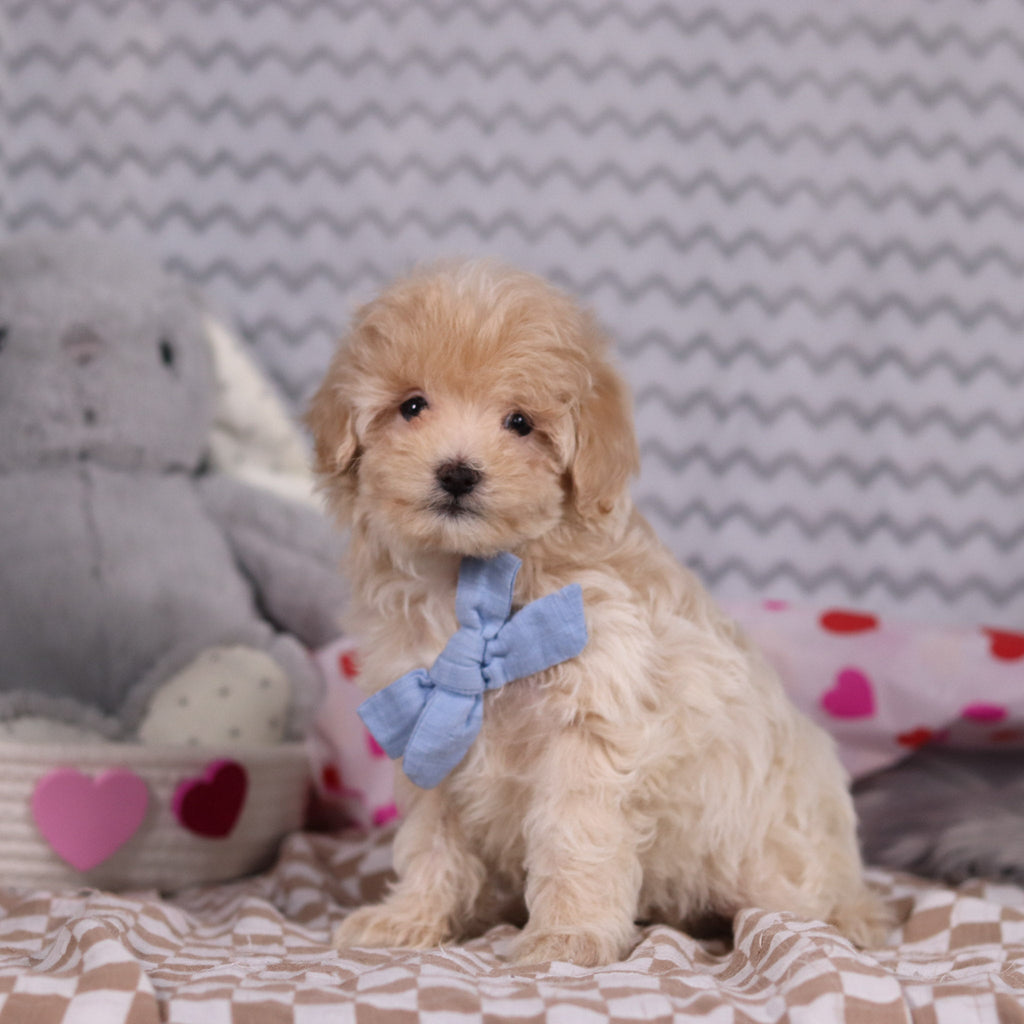 Link - Available Now